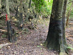 多株皮孫木的樹幹被塑膠網包覆。